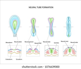 Neural Tube Formation. Planning Pregnancy. Development And Formation Of The Brain.
Anatomy Of The Central Nervous System
