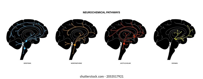 Neurochemical Pathway In The Brain Anatomical Poster. Serotonin, Dopamine, Acetylcholine And Norepinephrine Diagram. Neural Activity In Human Body. Neurotransmitter Function Flat Vector Illustration.