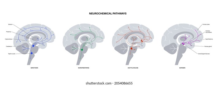 Neurochemical Pathway In The Brain Anatomical Poster. Serotonin, Dopamine, Acetylcholine And Norepinephrine Diagram. Neural Activity In Human Body. Neurotransmitter Function Flat Vector Illustration.