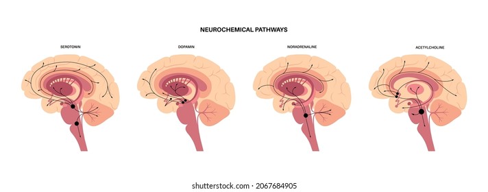 Neurochemical pathway in the brain anatomical poster. Serotonin, dopamine, acetylcholine and norepinephrine diagram. Neural activity in human body. Neurotransmitter function flat vector illustration.