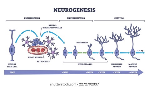 Neurogénesis como diagrama detallado de etapas del proceso de desarrollo de neuronas. Esquema educativo etiquetado con ilustración vectorial de crecimiento de células cerebrales. Proliferación, diferenciación y medidas de supervivencia.