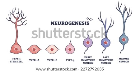 Neurogenesis process as stem cell growth to mature neuron outline diagram. Neural anatomical development stages with early and late immature producing stages or mature phases vector illustration.