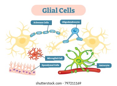 Neuroglia, also called glial cells are non-neuronal cells that maintain homeostasis, form myelin, and provide support and protection for neurons in the central and peripheral nervous systems.