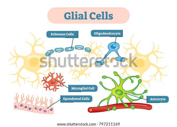 Neuroglia, also called glial cells are\
non-neuronal cells that maintain homeostasis, form myelin, and\
provide support and protection for neurons in the central and\
peripheral nervous\
systems.
