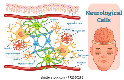 Neurological cells vector illustration diagram. Educational medical information. 