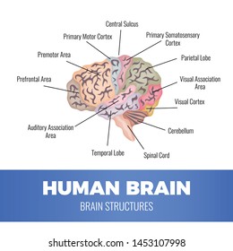 Neurology human brain anatomy composition with schematic image of human brain zones with editable text captions vector illustration