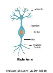 Neurología y composición de anatomía cerebral humana con subtítulos de texto editables ilustración vectorial aislada plana