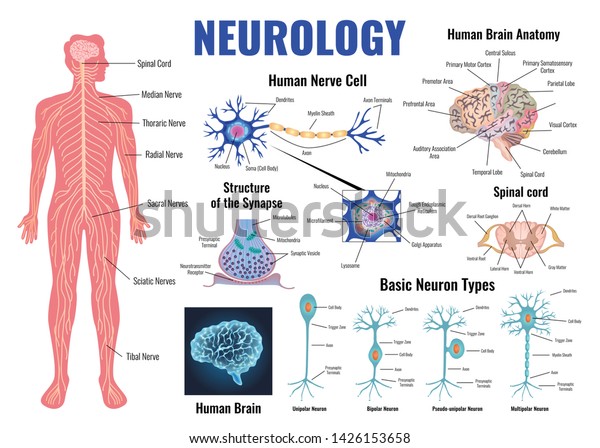神経学と人間の脳解剖学セットのフラットな分離型ベクターイラスト のベクター画像素材 ロイヤリティフリー
