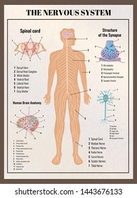 Neurology poster with retro vintage style infographic elements images of body innards and editable text captions vector illustration