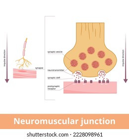 Neuromuscular junction. A synaptic connection between the terminal end of a motor nerve and a muscle. Presynaptic (nerve terminal), postsynaptic part, synaptic cleft. svg