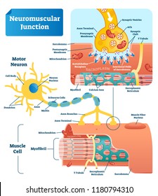 Neuromuscular junction vector illustration scheme. Labeled medical infographic. Motor neuron and muscle cell structure closeup. Diagram with myofibril and muscle fibers. svg