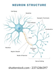 Neuron anatomical structure medical education science infographic scheme poster vector flat illustration. Nerve cell anatomy brain connection section system cerebral neurology communicate network