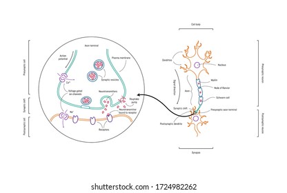 Neuron anatomy. Axons, dendrites, cell body, myelin and synaptic cleft. Neuroscience infographic on white background. Neurobiology scientific medical vector illustration.