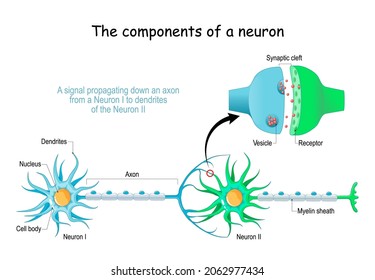 Neuron anatomy. Close-up of a Chemical synapse, Synaptic vesicle with neurotransmitter, and Receptors. Structure of Synaptic cleft. Vector poster