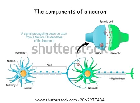 Neuron anatomy. Close-up of a Chemical synapse, Synaptic vesicle with neurotransmitter, and Receptors. Structure of Synaptic cleft. Vector poster