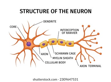 Composición de anatomía neuronal con estructura educativa de neuronas con elementos de color y subtítulos de texto editables ilustración vectorial