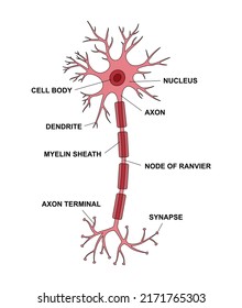 Neuron anatomy with description main parts. Structure of a neuron cell illustration. Synapses, myelin sheat, cell, nucleus, axon and dendrites scheme.