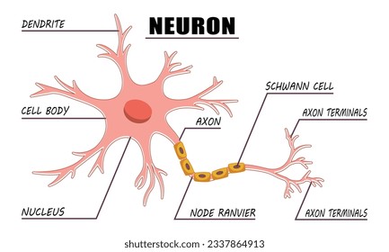 Neuron Anatomy of Human Cell Line Art. svg