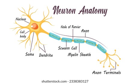 Neuron Anatomy of Human Cell Line Art Vector and Illustration Design. Neuron Anatomy And Human Cell Line Art Design and Creative Kids. svg