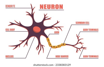 Neuron Anatomy of Human Cell Line Art Vector and Illustration Design. Neuron Anatomy And Human Cell Line Art Design and Creative Kids. svg