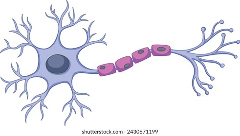 Anatomía de la neurona de la línea celular humana Arte vectorial y diseño de ilustración.