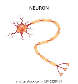 Neuron anatomy isolated on white background. vector illustration.
