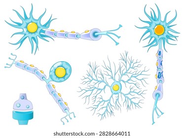 Neuron anatomy. Multiple sclerosis, healthy myelinated neuron, demyelination, microglia, synaptic cleft. medical education illustration. set icons.