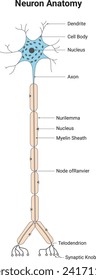 Neuron Anatomy Science Design Vector Illustration Diagram