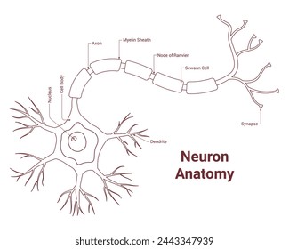 Neuron Anatomy Science Design Vector Illustration Diagram