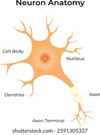 Neuron Anatomy Science Design Vector Illustration Diagram
