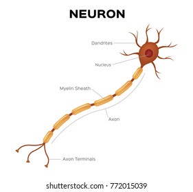 Neuron anatomy vector . infographic