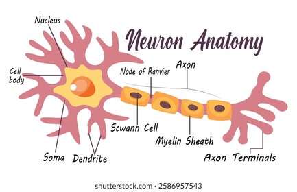 Neuron Anatomy Vector Line Art Creative Kids Science Diagram Design Vector Illustration.