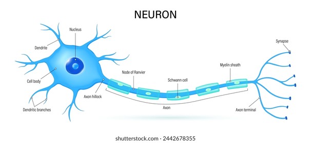 Neuron anatomy vector. Nerve cell diagram. Axon, dendrites and synapse. svg
