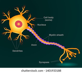 Neuron anatomy. Yellow  neuron  diagram. Simple expression nerve cell structure. Dark green background. 2d drawing illustration. Vector.