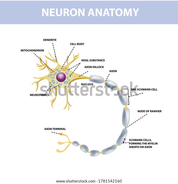 Neuron Axon Nerve Cells Neuron Structure Stock Vector Royalty Free 1781542160
