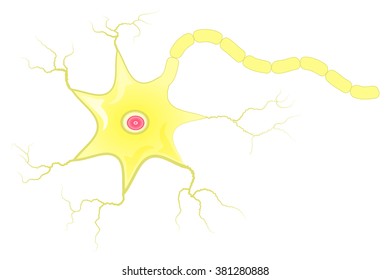 Neuron cell with axon vector illustration