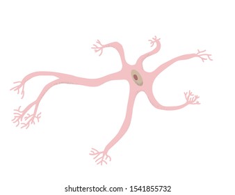 Neuron cell isolated. Brain cell with axones and dendrites. Vector illustartion.
