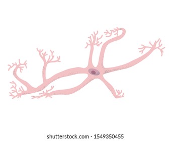 Neuron cell isolated. Brain cell with axones and dendrites. Vector illustartion.