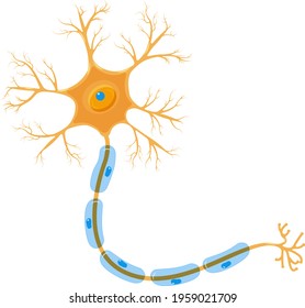 a neuron is a cell of the nervous system. Detailed brain cell, orange and blue colors. Vector illustration isolated on white background.