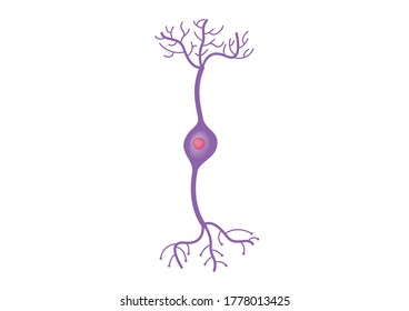 Neuron cell vector on white background