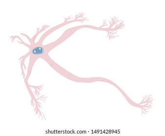 Neuron cells with long axons. Vector illustration.