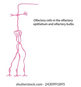 In Neuron Classifications, the Olfactory neurons derive their name from the functional group to which they belong.