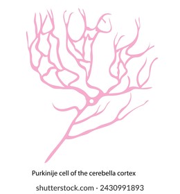 In Neuron Classifications, the Purkinje cell found in the cerebellum is named after the scientist who first described it.