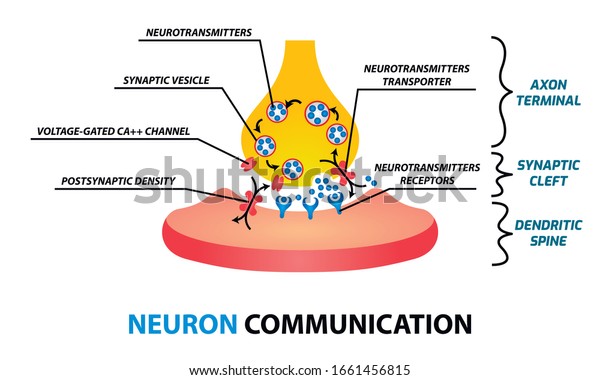 Neuron Communication Concept Axon Terminal Synaptic Stock Vector ...