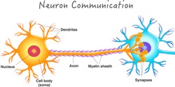 Neuron communication. Transmission of the nerve signal between two neurons. Neuron connect. Nervous system. Simple annotated. White background. 2d vector drawing. 