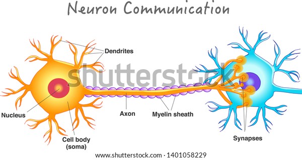 Neuron communication.\
Transmission of the nerve signal between two neurons. Neuron\
connect. Nervous system. Simple annotated. White background. 2d\
vector drawing. 