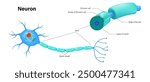 Neuron and components of the Myelin sheath anatomy vector. Cell body, dendrite, Axon, Synapse, myelin sheath, node Ranvier and Schwann cell.