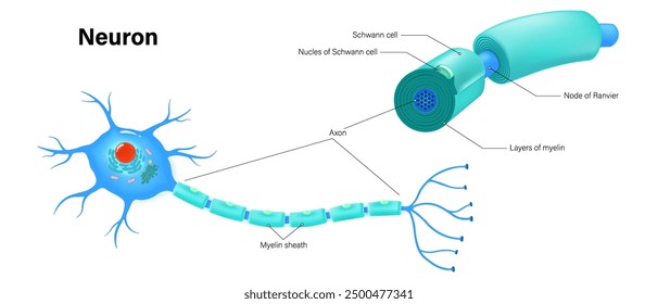 Neuron and components of the Myelin sheath anatomy vector. Cell body, dendrite, Axon, Synapse, myelin sheath, node Ranvier and Schwann cell.