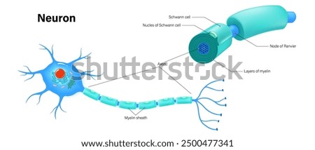 Neuron and components of the Myelin sheath anatomy vector. Cell body, dendrite, Axon, Synapse, myelin sheath, node Ranvier and Schwann cell.
