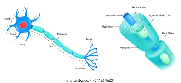Neuron and components of the Myelin sheath vector. Anatomy of a typical human neuron.
Cell body, dendrite, Axon, Synapse, myelin sheath, node Ranvier and Schwann cell. svg